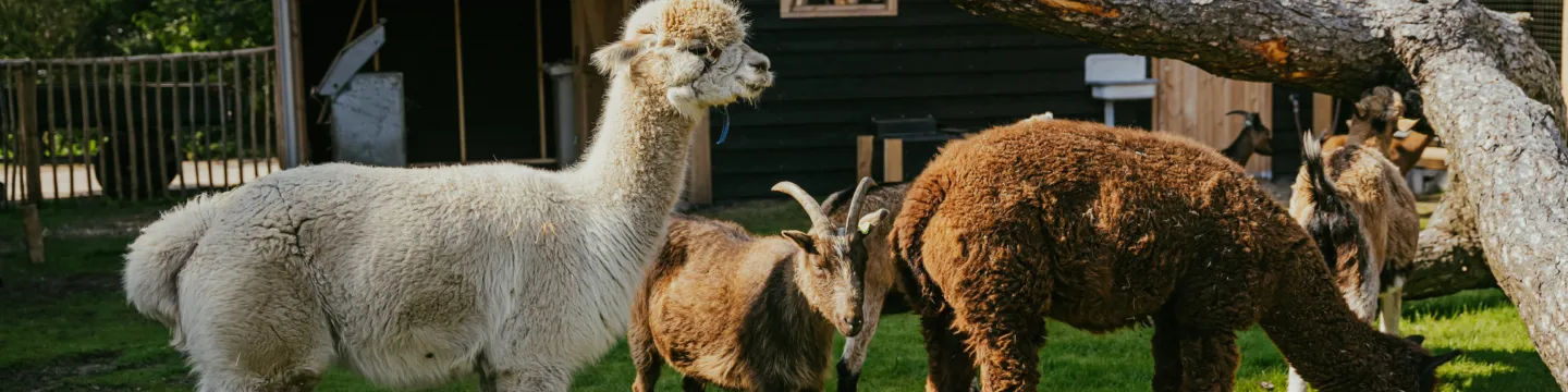 Alpacas t Boetje 2